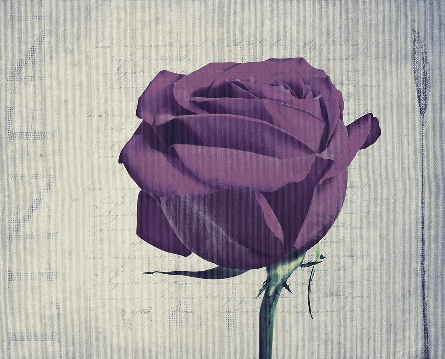Rose en Variation -s09t09 Photograph by Variance Collections