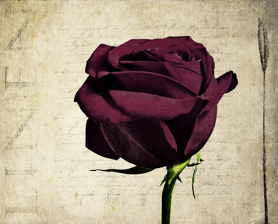Vintage Photograph - Rose en Variation - s11bt10b by Variance Collections
