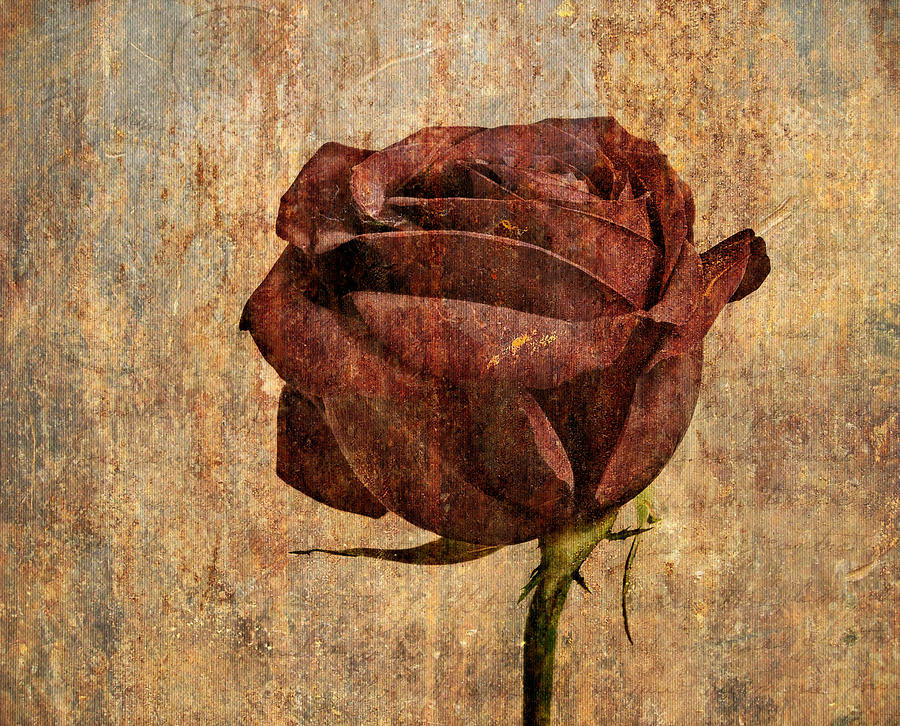 Rose Photograph - Rose en Variation - s22ct05 by Variance Collections