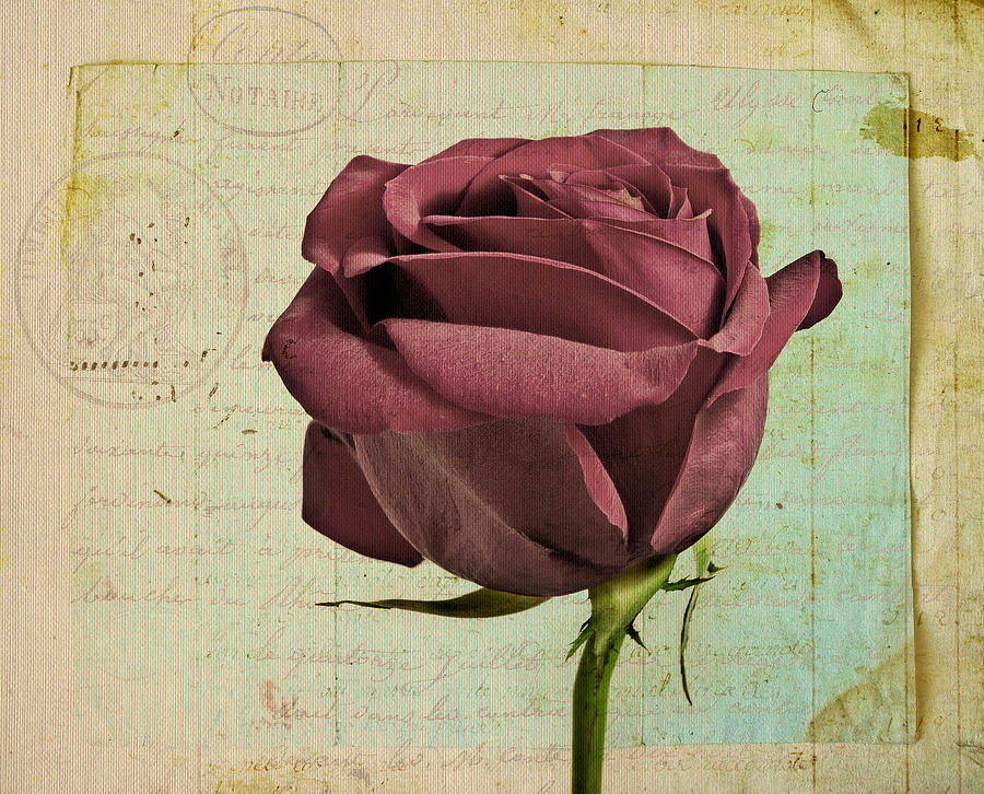 Rose en Variation - s23ct06 Photograph by Variance Collections