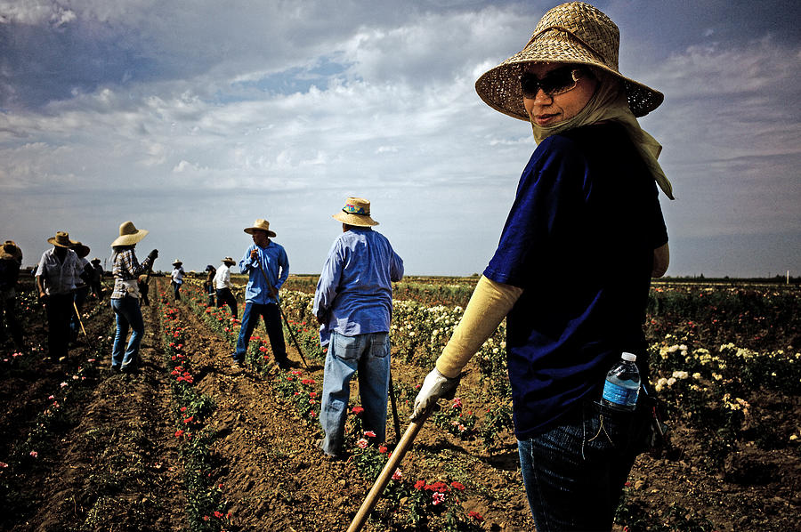 Rose Farmers Photograph by Animesh Ray Fine Art America