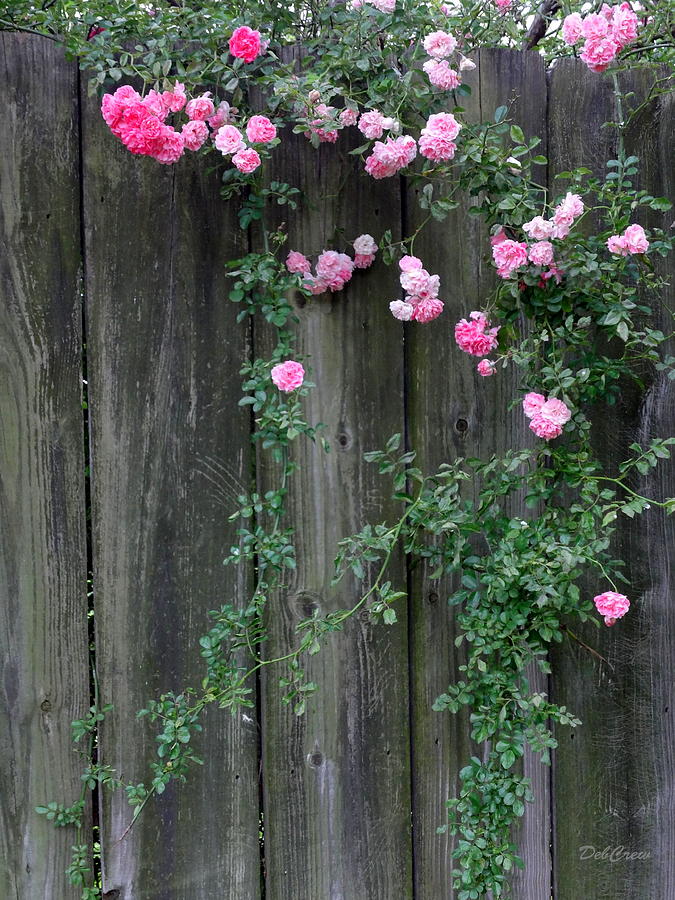 Rose Fence Photograph by Deborah  Crew-Johnson