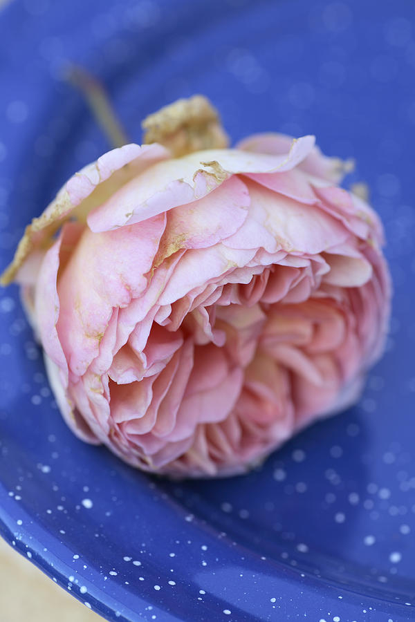 Rose Flower Photograph by Frank Tschakert