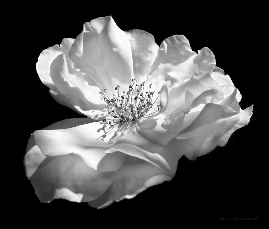 Rose Flower in Full Bloom  Black and White Photograph by Jennie Marie Schell