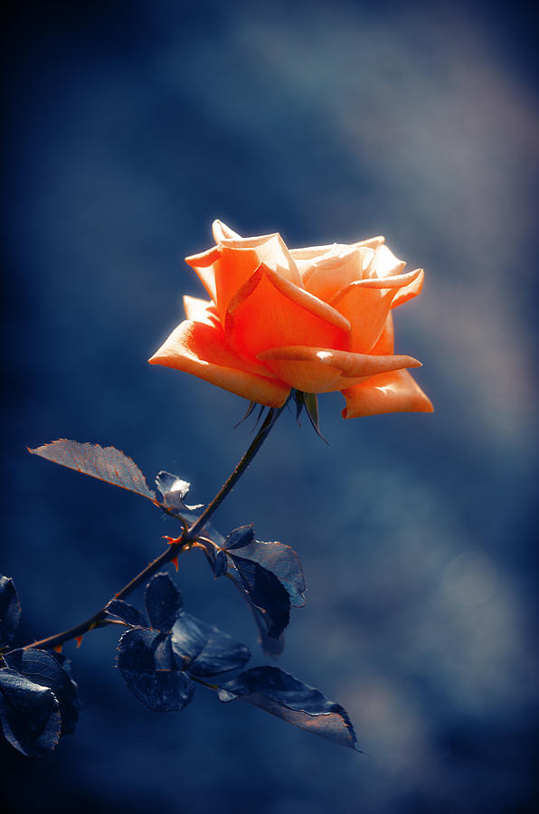 Summer Photograph - Rose Flower by Konstantin Sevostyanov