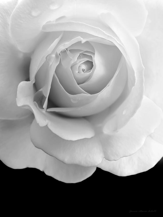 Rose Flower Macro Black and White Photograph by Jennie Marie Schell