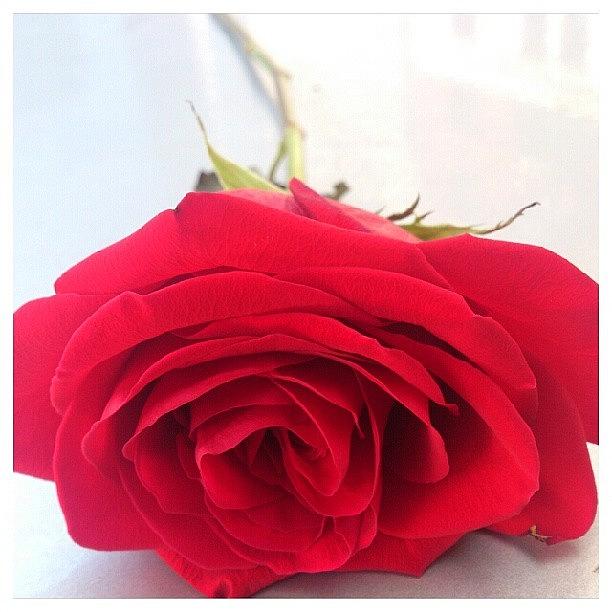 Rose Photograph - #rose #flower #redrose by Rachel Maynard