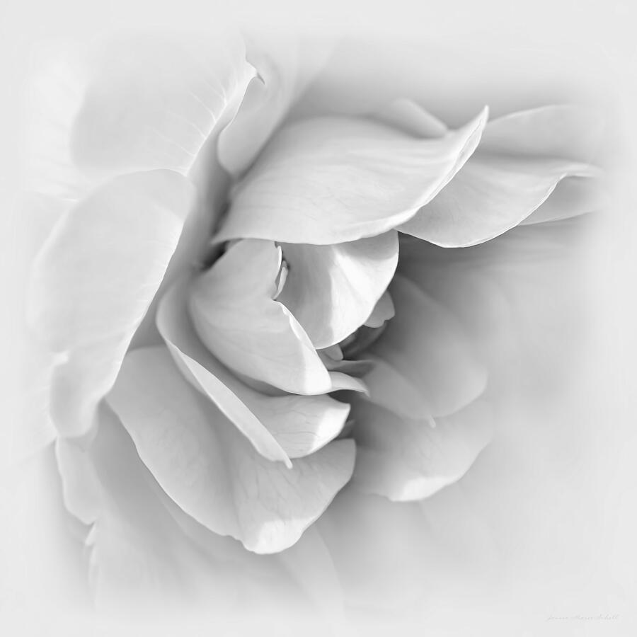 Black And White Photograph - Rose Flower Soft Gray by Jennie Marie Schell