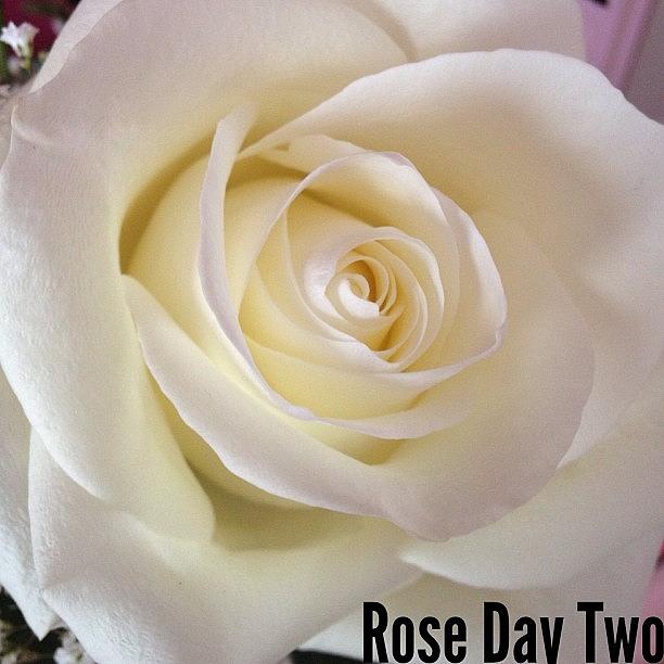 Flowers Still Life Photograph - #rose #flower #tinyshutter #lenswipe by Roger Pereira