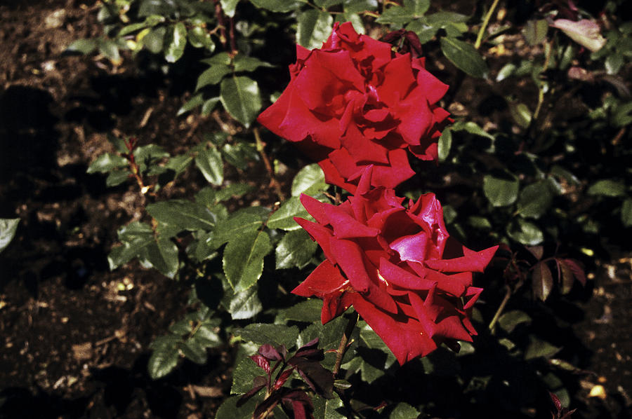 Rose Flowers pride Of England Photograph by Science Photo Library
