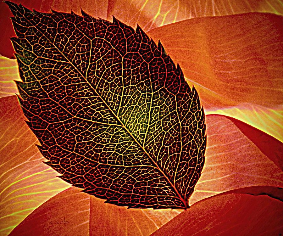 Rose Foliage on Rose Petals Photograph by Chris Berry