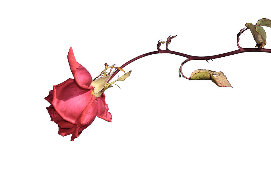 Flower Photograph - Rose for Isabel by Goyo Ambrosio Flower Photograph - Rose for Isabel by Goyo Ambrosio