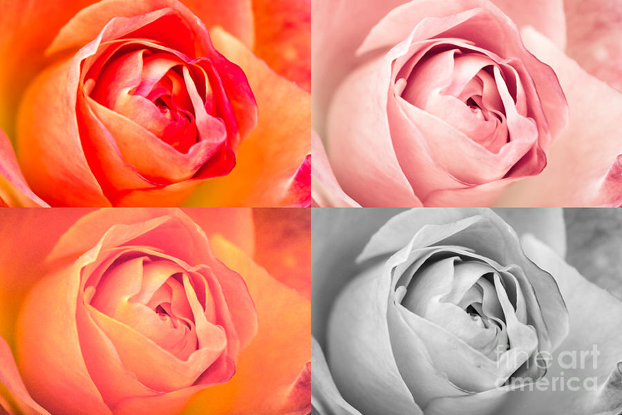 Rose Four Ways Photograph by Matt Malloy