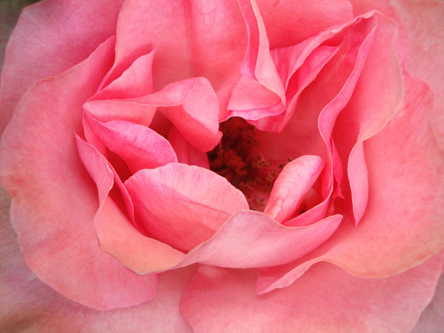 Rose Fragrance Photograph by Natalie Holland