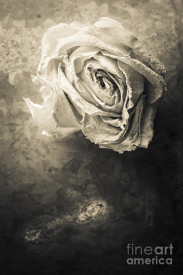 Rose From Another Day Photograph by Edward Fielding