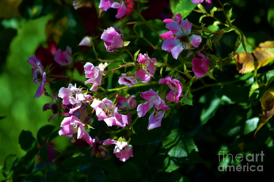 Rose Photograph - Rose Garden 2 by Susanne Van Hulst