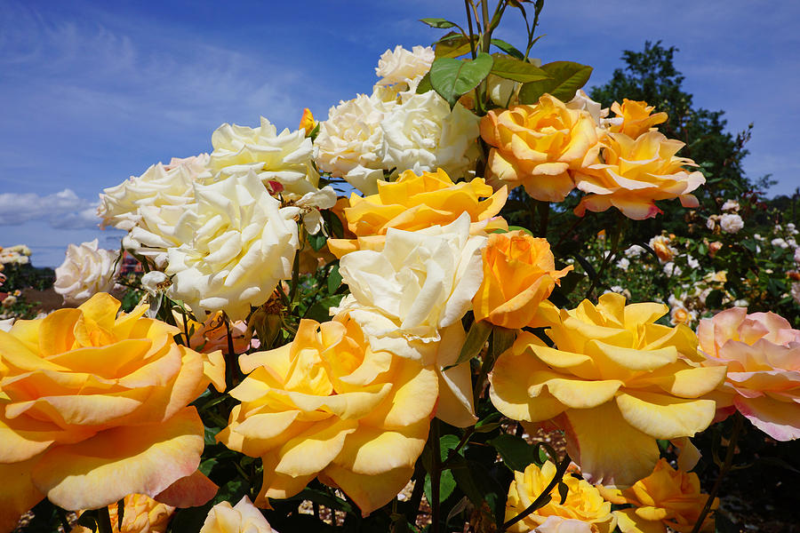 Rose Photograph - Rose Garden Art Prints Yellow Orange Rose Flowers by Patti Baslee