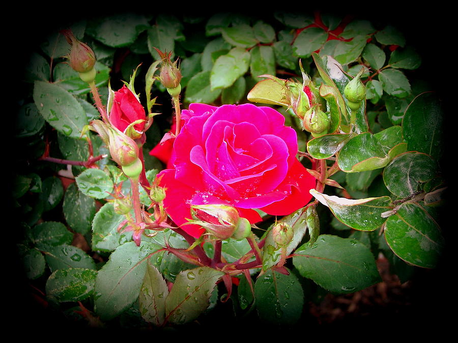 Rose Garden Centerpiece Photograph by Pamela Hyde Wilson