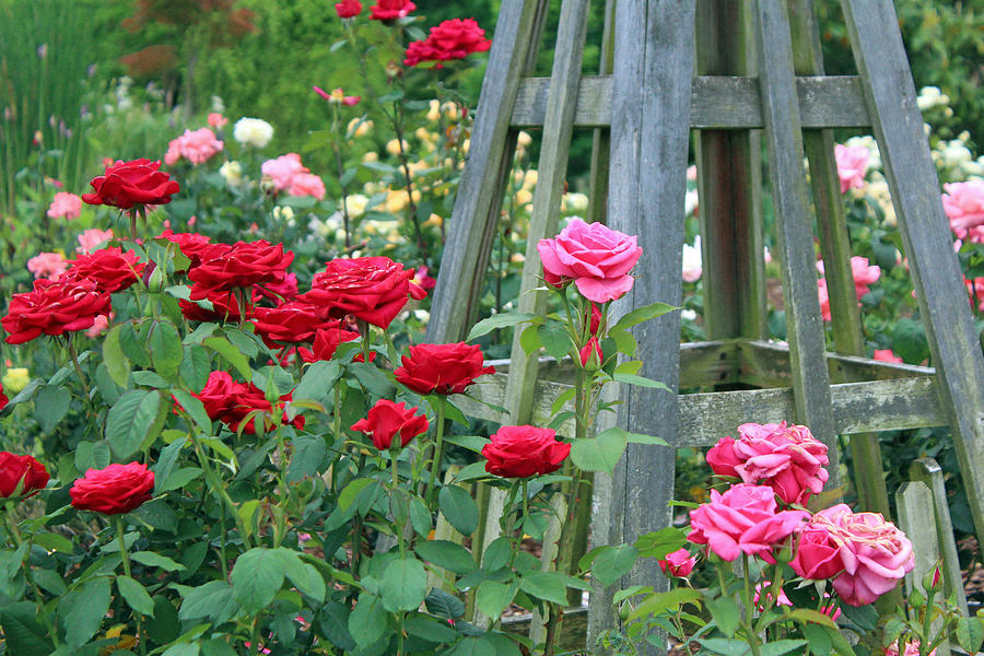 Rose Garden Photograph by Cynthia Guinn
