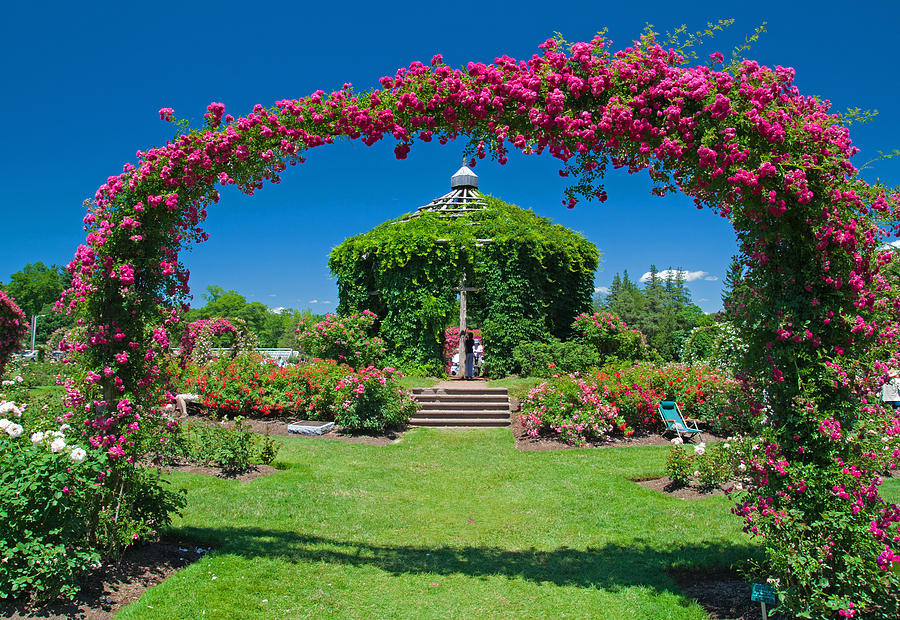Rose garden Photograph by David Freuthal
