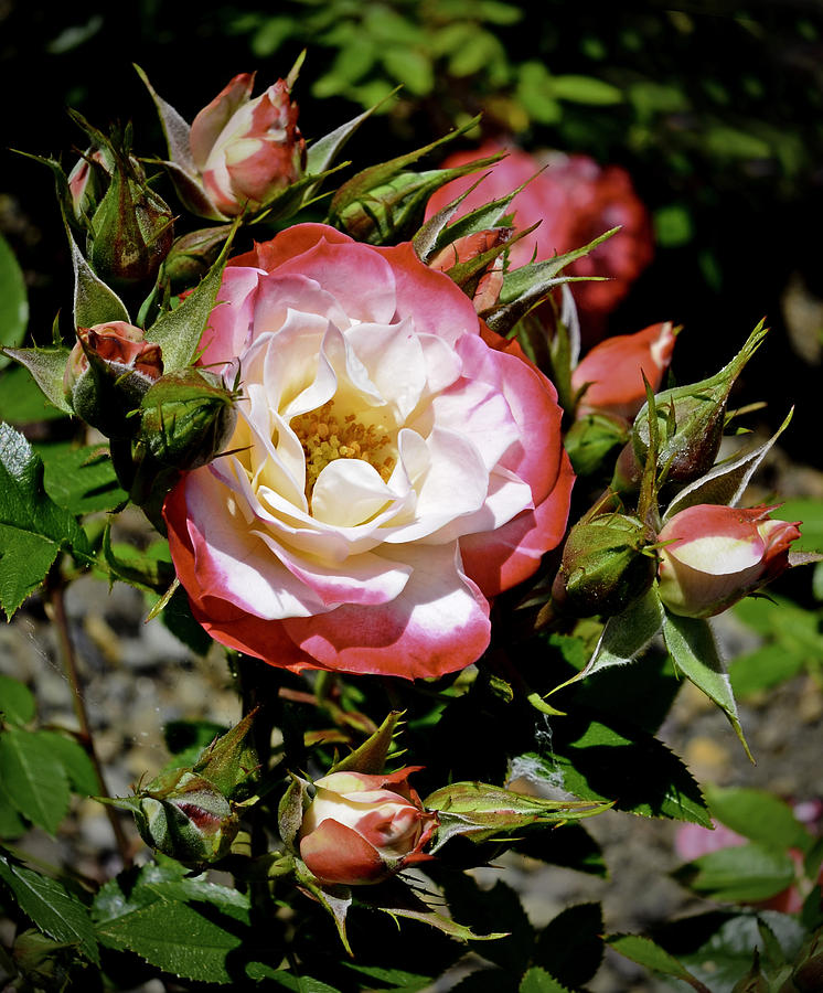 Rose Garden Photograph by George Davidson