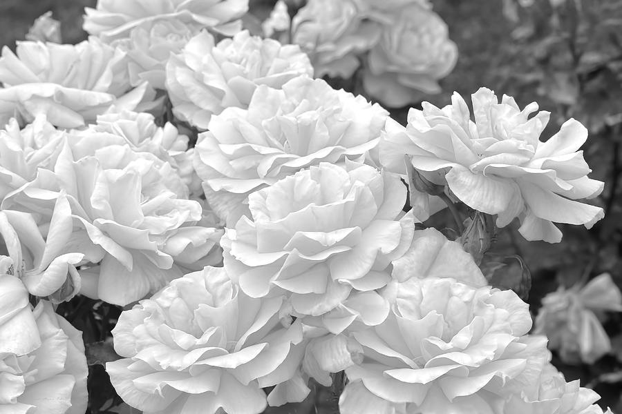 The Silver Rose Garden  Photograph by Jennie Marie Schell