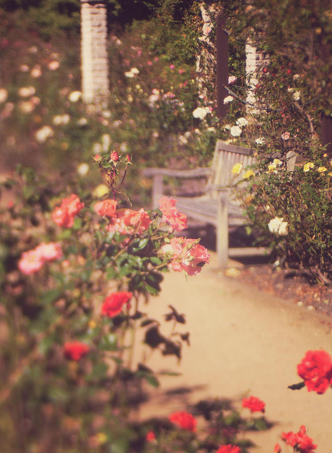 Rose Garden by Jill Ferry Photography