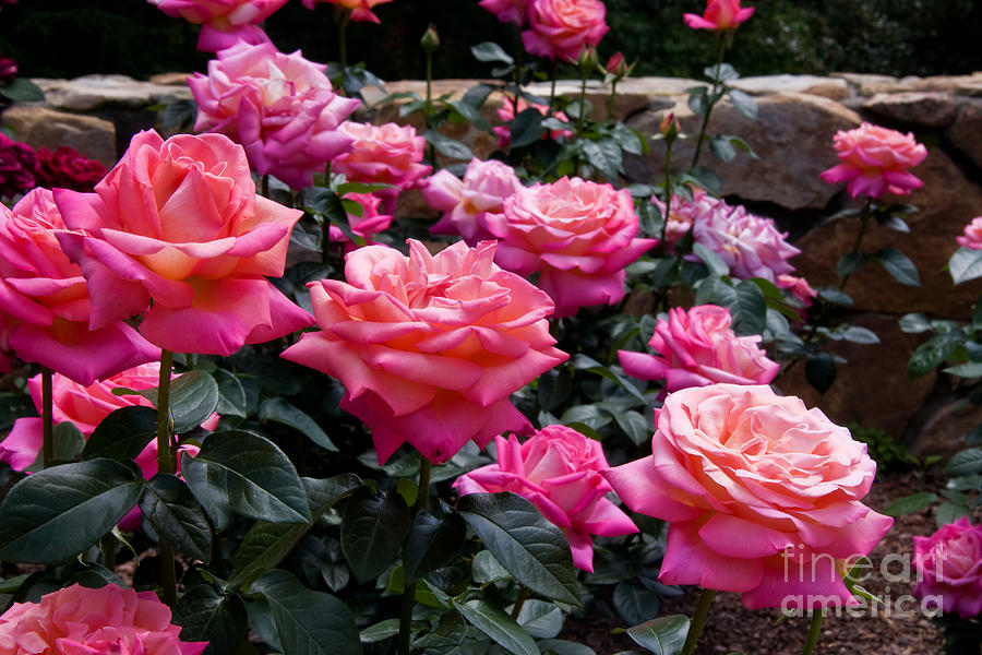 Rose Garden Photograph by Jill Lang