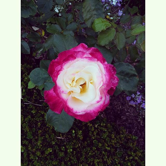 Nature Photograph - #rose #garden #pink #flower#pinkrose by Crystal Chloe
