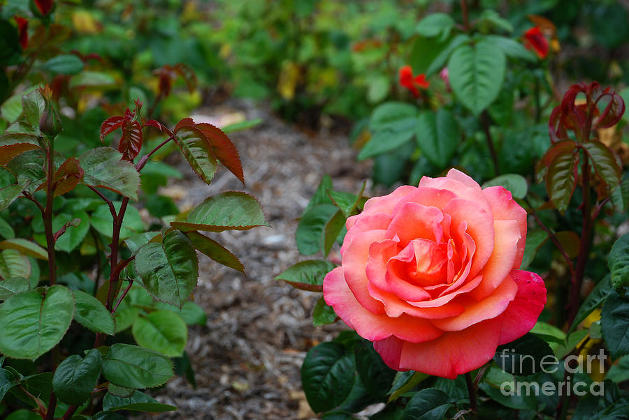 Rose Garden Photograph by Richard Gibb