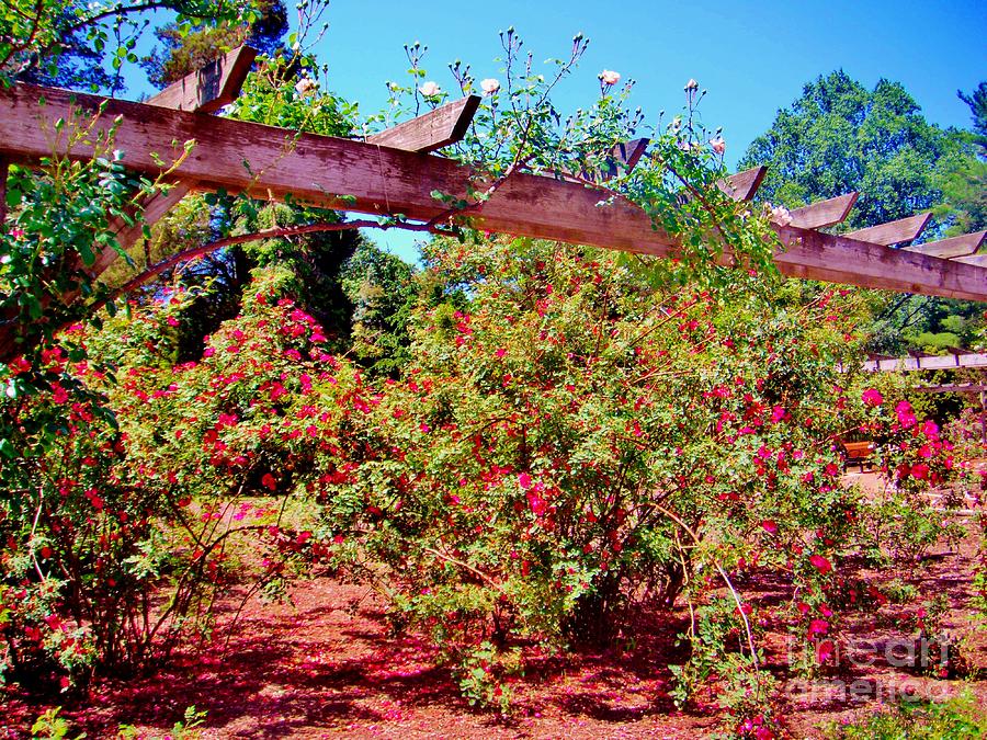 Rose Garden Trellis - Floral Photograph by Susan Carella