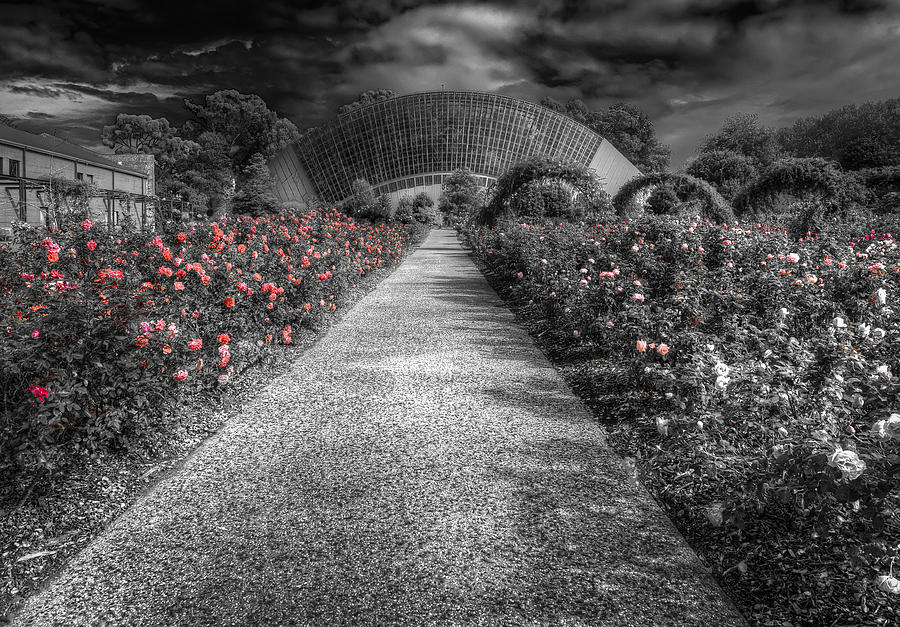 Rose Garden Photograph by Wayne Sherriff