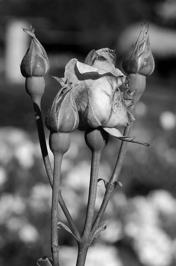 Rose Photograph by George Atsametakis