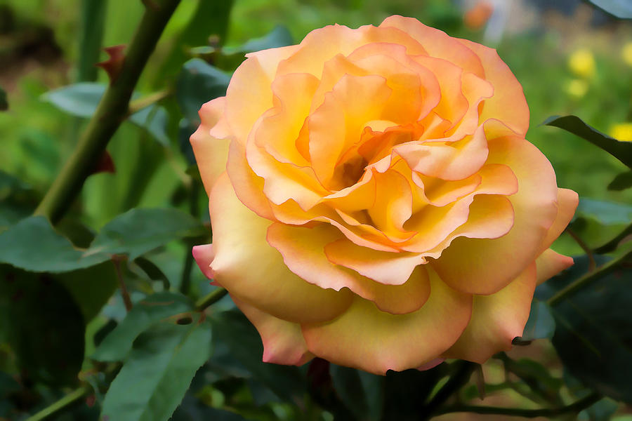 Early Summer Blooms Impressions - Elegant Peach Rose Digital Art by Georgia Mizuleva