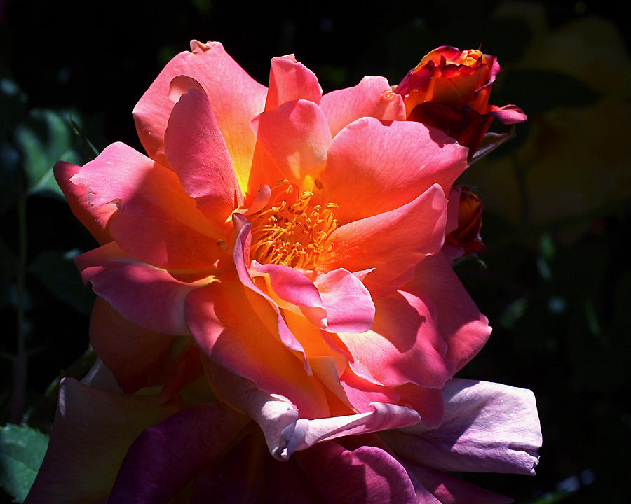 Rose Glow Photograph by Rona Black