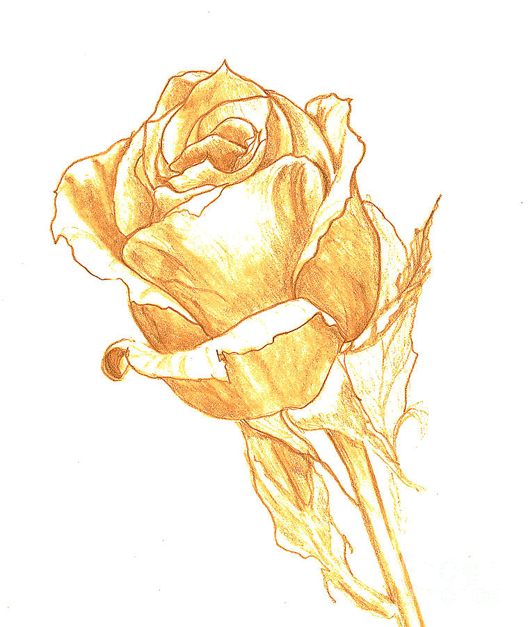 Rose Gold Drawing by Heather Hiland