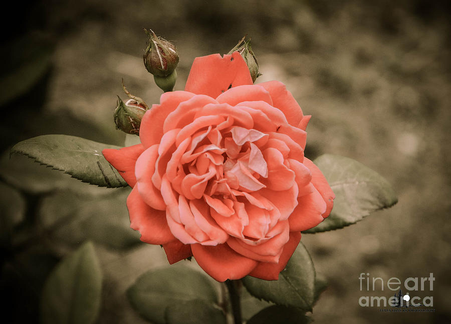 Rose Photograph by Grace Grogan
