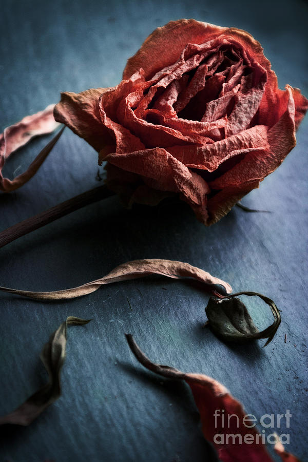 Vintage Photograph - Rose by HD Connelly