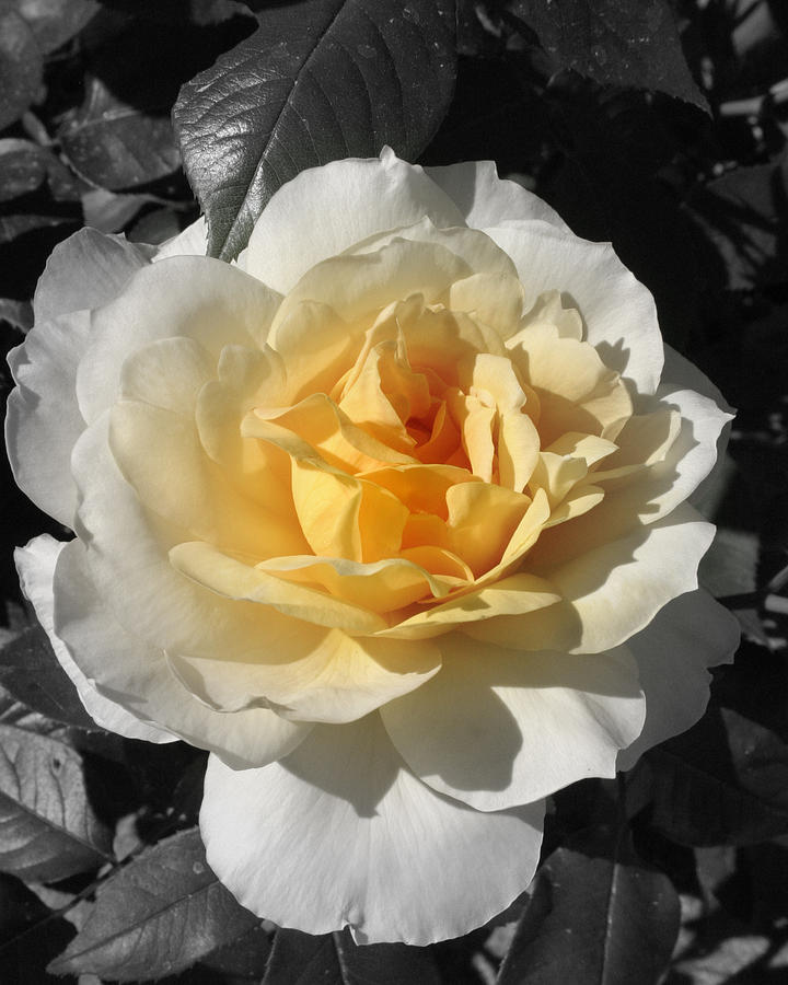 Rose Photograph by Henry Kowalski