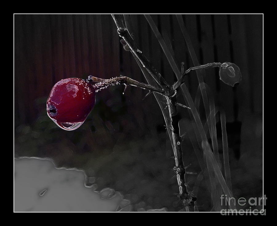 Nature Photograph - Rose Hip and Raindrop by Leone Lund