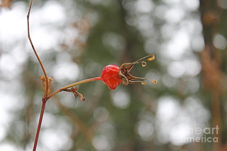 Rose Hip in the Rain Photograph by Leone Lund