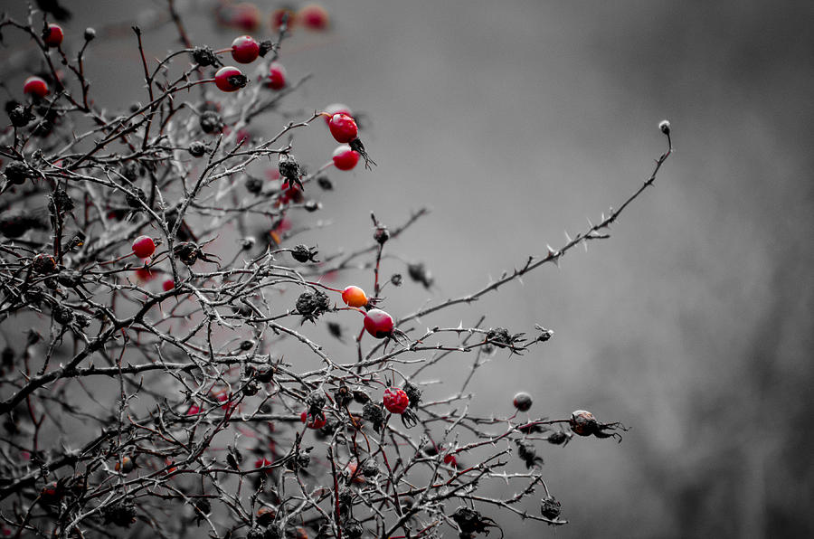 Rose Hip Red Photograph by Roxy Hurtubise