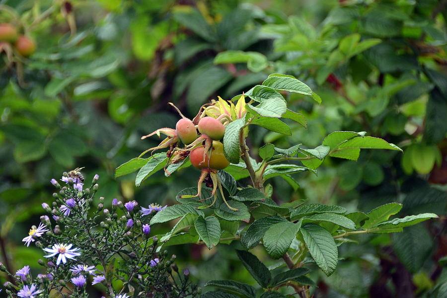 Rose Hips in an English Country Garden Photograph by Carla Parris