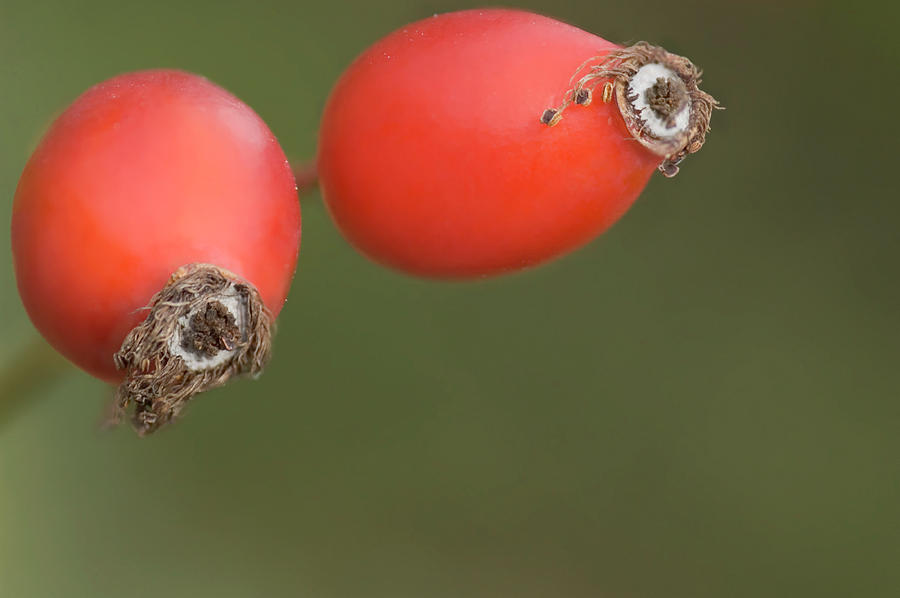 Rose Hips Photograph by Maria Mosolova/science Photo Library