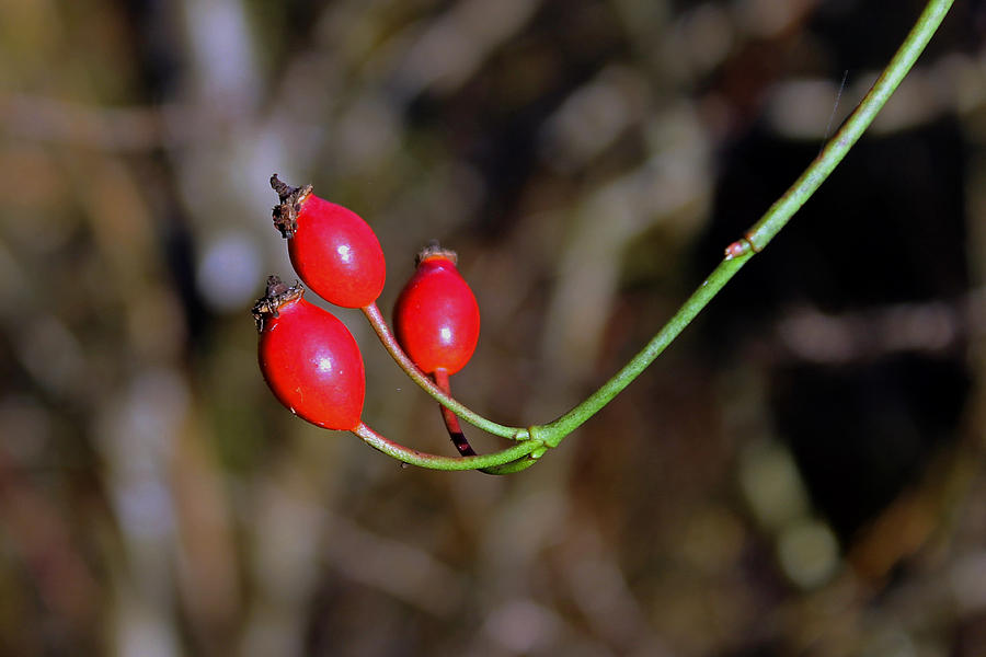 Rose hips Photograph by Tony Murtagh