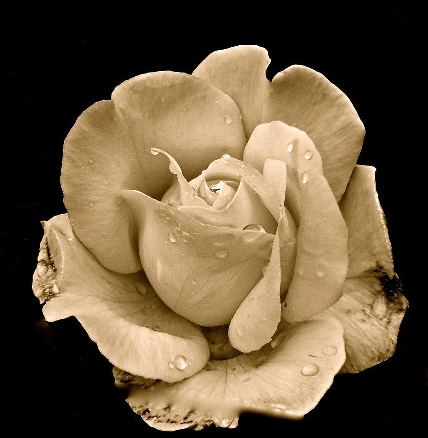 Rose II Photograph by Kim Pippinger