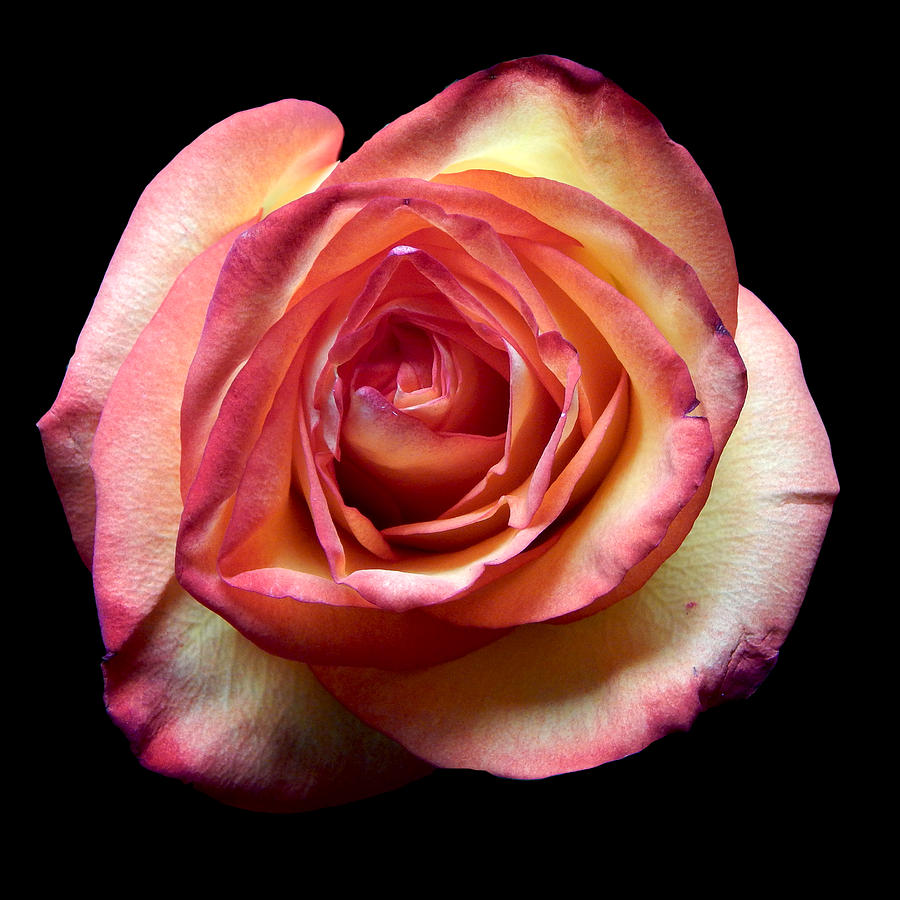 Rose II Still Life Flower Art Poster Photograph by Lily Malor