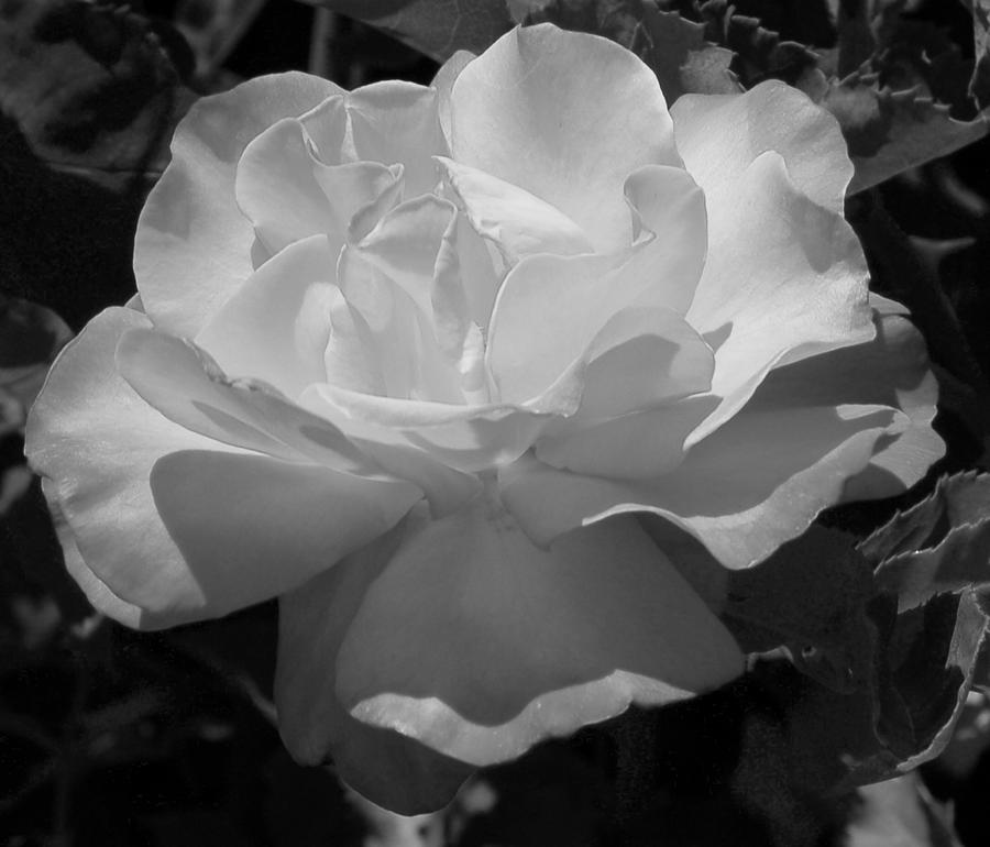 Rose III Photograph by Linda Brody
