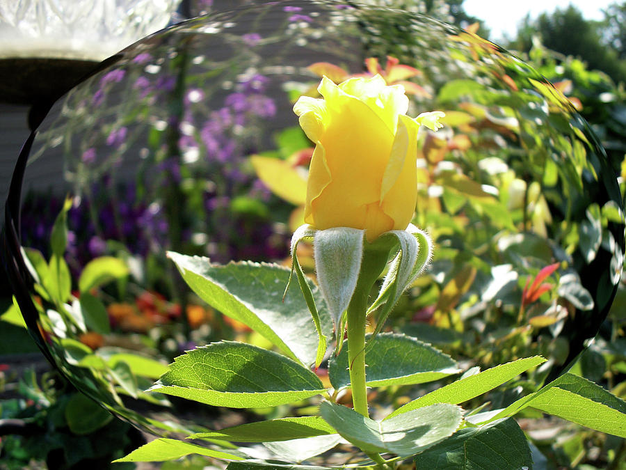 Rose In A Bubble Digital Art Photograph by Thomas Woolworth