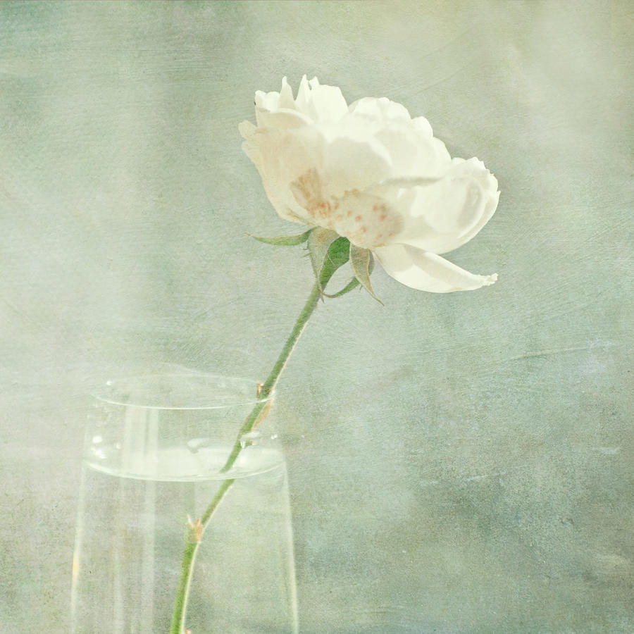 Rose Photograph - Rose In A Vase by Jill Ferry